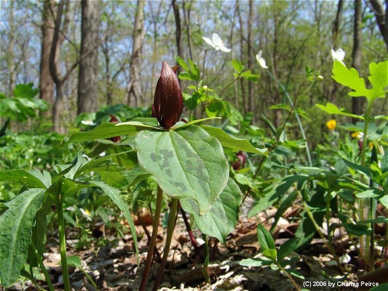 5 Red Toad Trillium bareroot