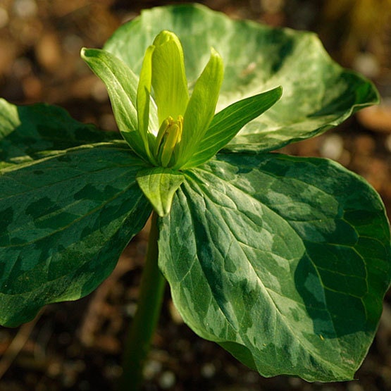 5 Yellow Trillium bareroot
