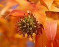 5 Sweetgum BAREROOT seedlings