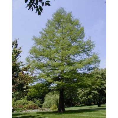 1 Bald Cypress in Quart pot