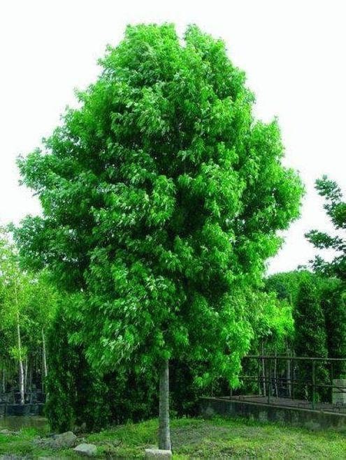 1 Silver Maple Quart
