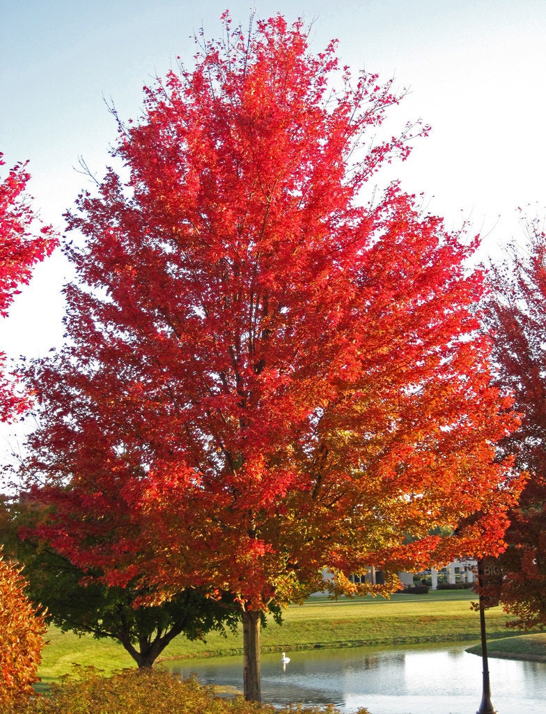 1 Silver Maple Quart