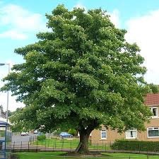 1 Sycamore Quart