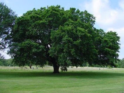 5 American Elm bareroot seedling