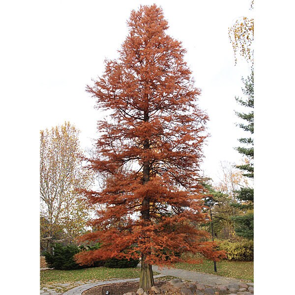 1 Bald Cypress in Quart pot