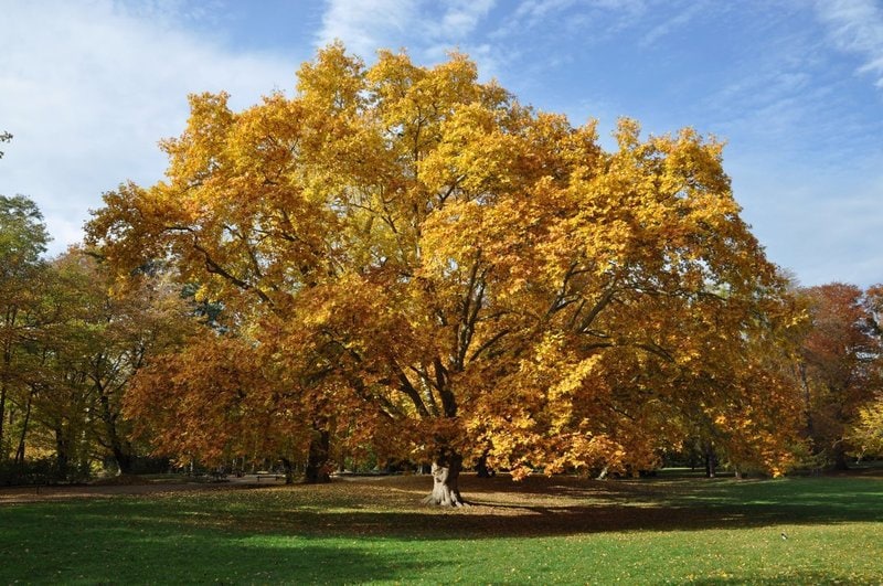 1 Sycamore Quart