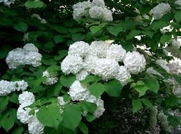 Japanese Snowball Bush 2 1/2" pot