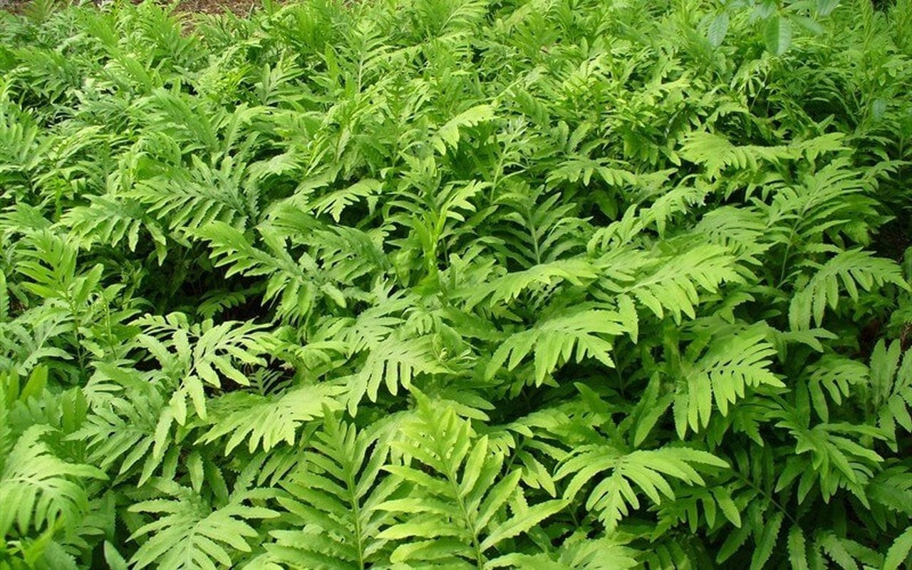 5 Sensitive Fern