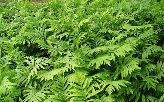 5 Sensitive Fern