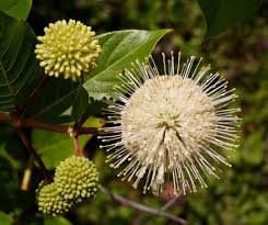 5 Native Buttonbush bareroot seedlings