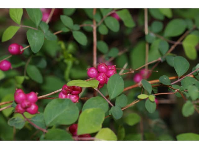 5 Native Coralberry Shrub BAREROOT Seedling