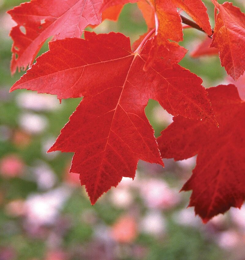 1 Red Maple Quart