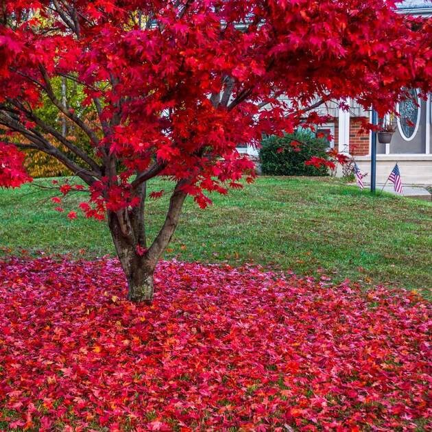 1 Red Maple Quart