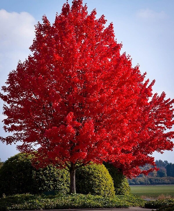 Know your trees: Non-Native Crimson King vs Native Red Maple - Maple Leaves Fore