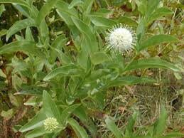 5 Native Buttonbush bareroot seedlings