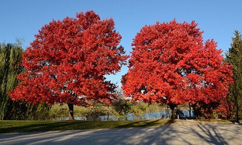 1 Red Maple Quart