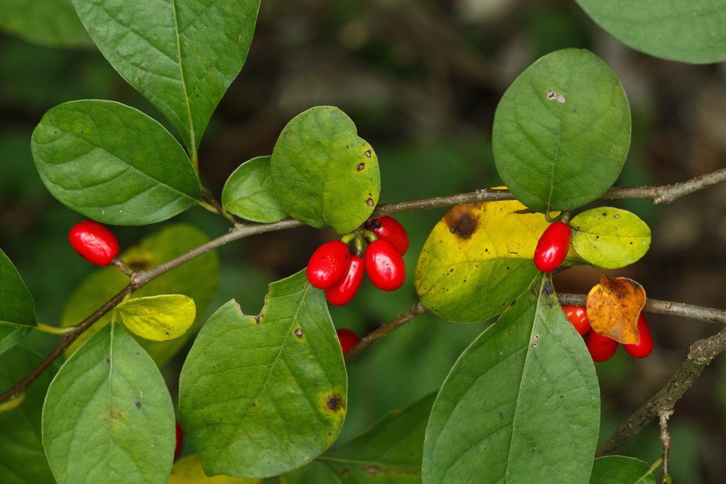 5 Spicebush BAREROOT seedlings