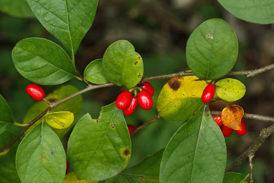 5 Spicebush BAREROOT seedlings