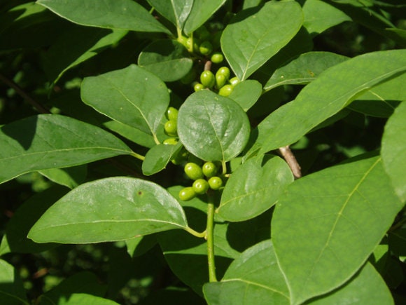 5 Spicebush BAREROOT seedlings