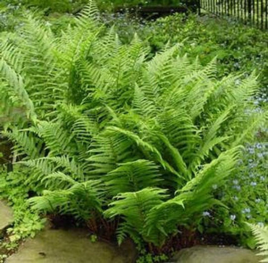 20 Lady Fern
