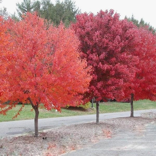 Brandywine Maple QUART