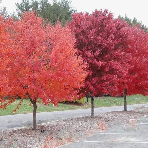 Brandywine Maple 2 1/2" pot