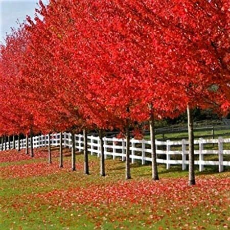 Autumn Blaze Maple Quart