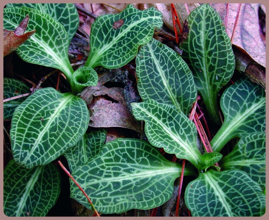 5 Rattelsnake Orchid (Goodyera Pubescens) Bareroot