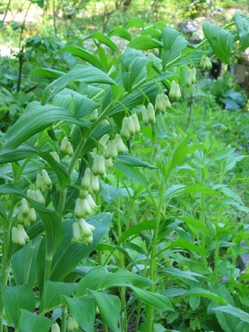 5 Solomon Seal bareroot (Polygonatum Biflorum)