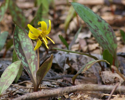 5 Trout Lily bareroot