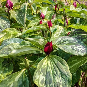 5 Prairie Trillium bareroot (Recuvatum)