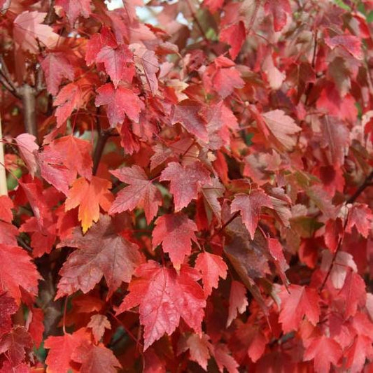 1 Sun Valley Red Maple Quart