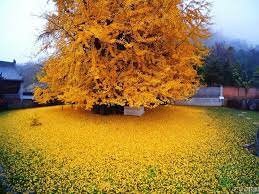 1 Ginko tree - Quart