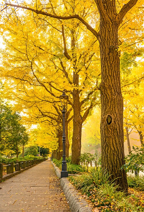 1 Ginko tree - Quart