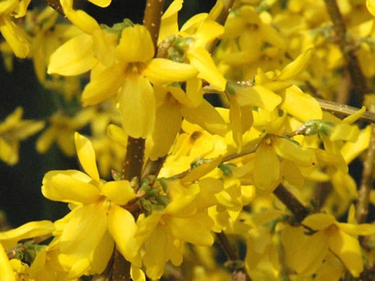 1 Forythia shrub - 4” pot