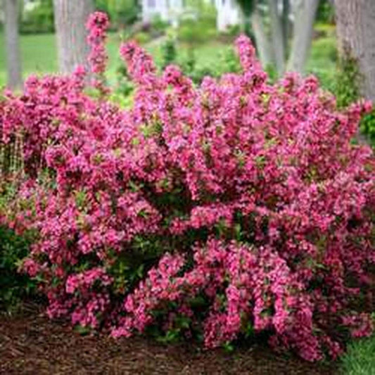 1 Weigela Shrub - Quart pot