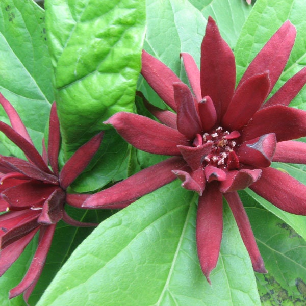 1 Sweet Shrub - Quart