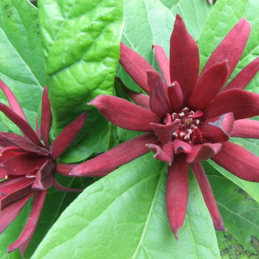 1 Sweet Shrub - Quart