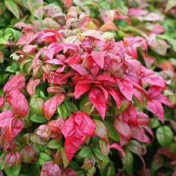2 Nandina Firepower (Dwarf) Beautiful Fall color