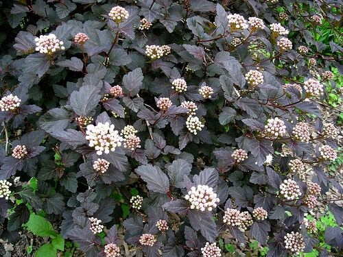 1 Crimson Ninebark shrub Quart