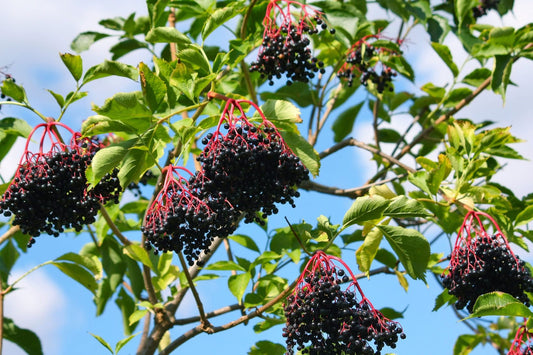 1 Elderberry plant (Quart)