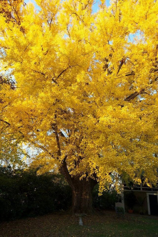 1 Ginko tree - Quart