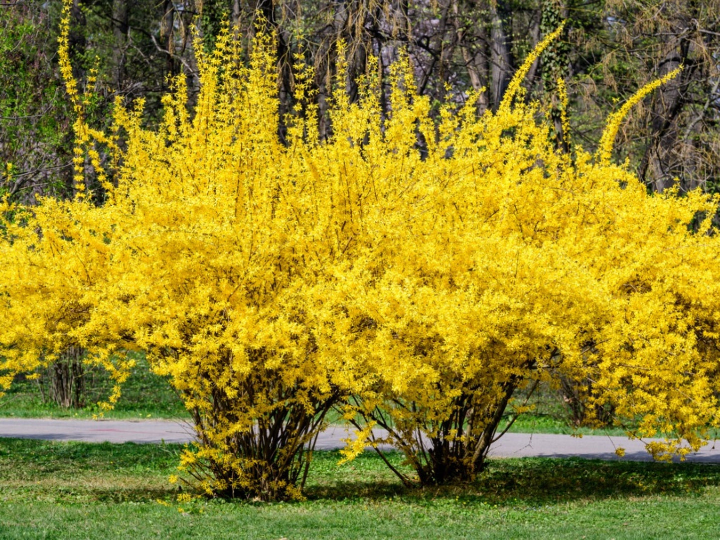 1 Forythia shrub - 4” pot