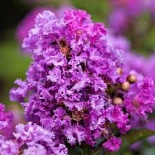 1 Crepe Myrtle Pink/Purple