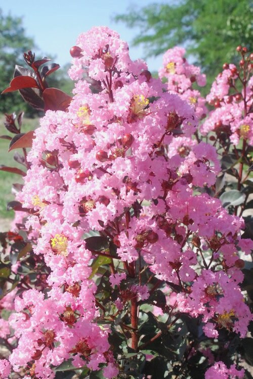 1 Crepe Myrtle Pink/Purple