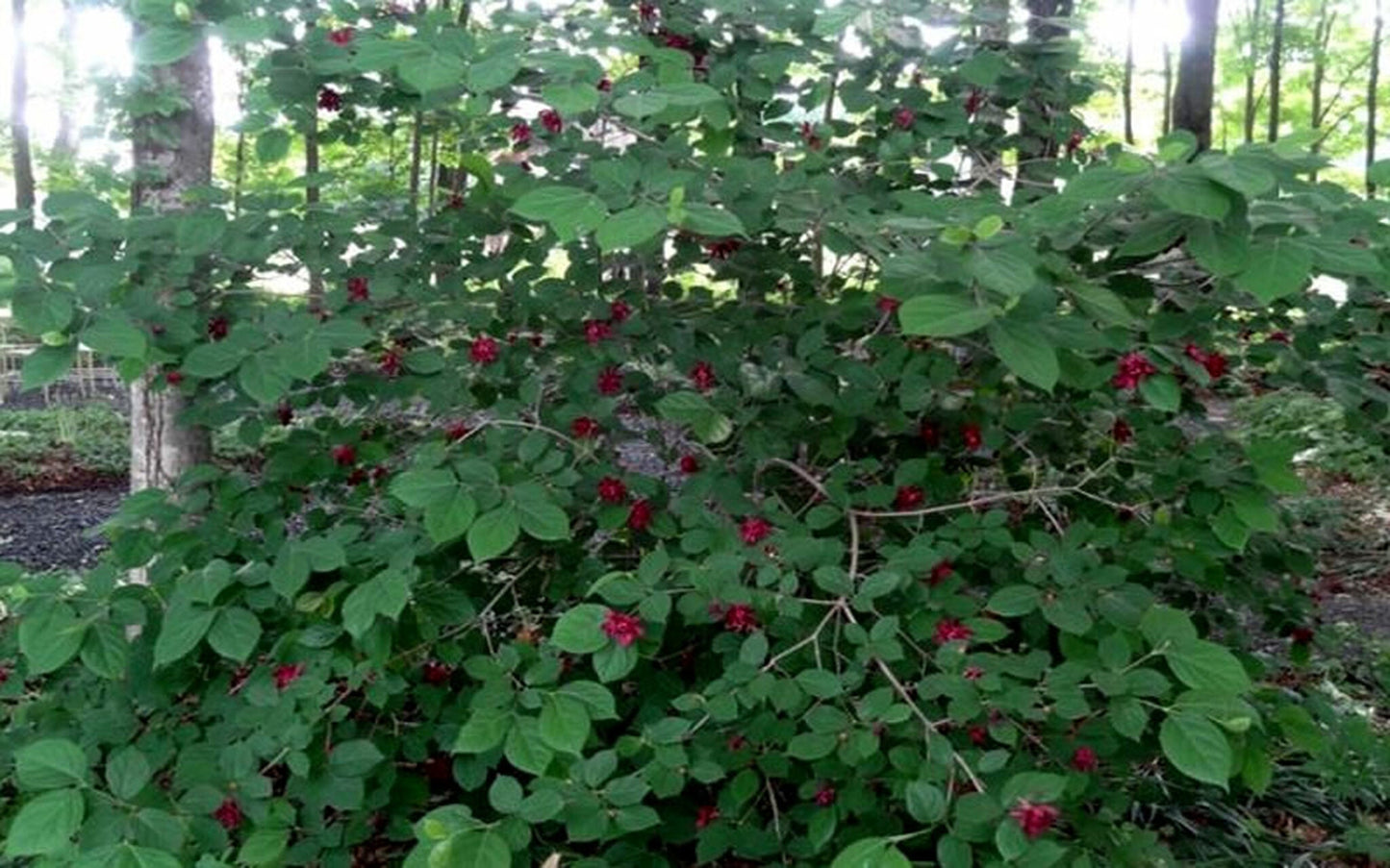 1 Sweet Shrub - Quart