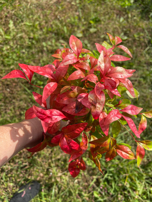 2 Nandina Firepower (Dwarf) Beautiful Fall color