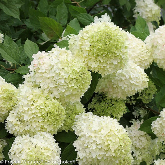 1 Limelight Hydrangea 2 1/2" pot