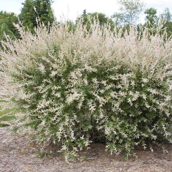 1 Nishiki Dapple Willow (Tri-Color) Quart