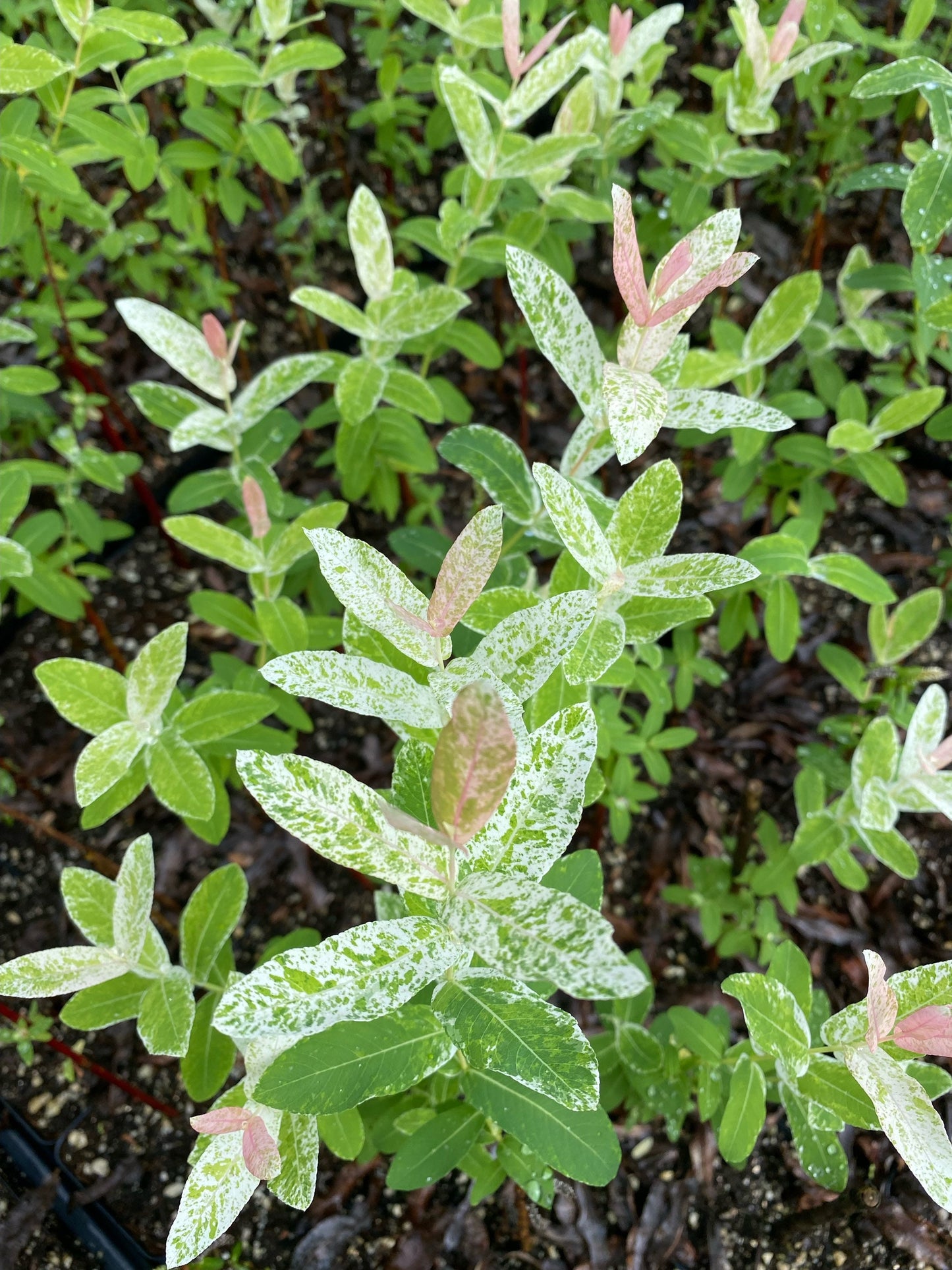 1 Nishiki Dapple Willow (Tri-Color) Quart